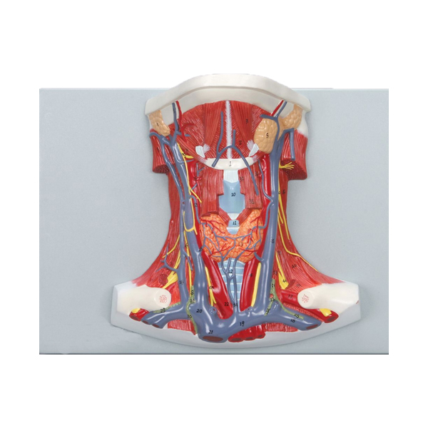 Anatomy of the Human Neck Model